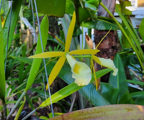 orchidlflorac.jpg