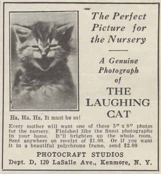 original_lolcat.jpg