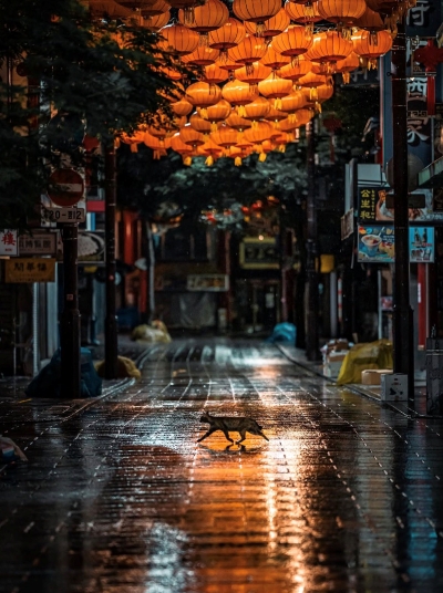 osakastreetcat.jpg