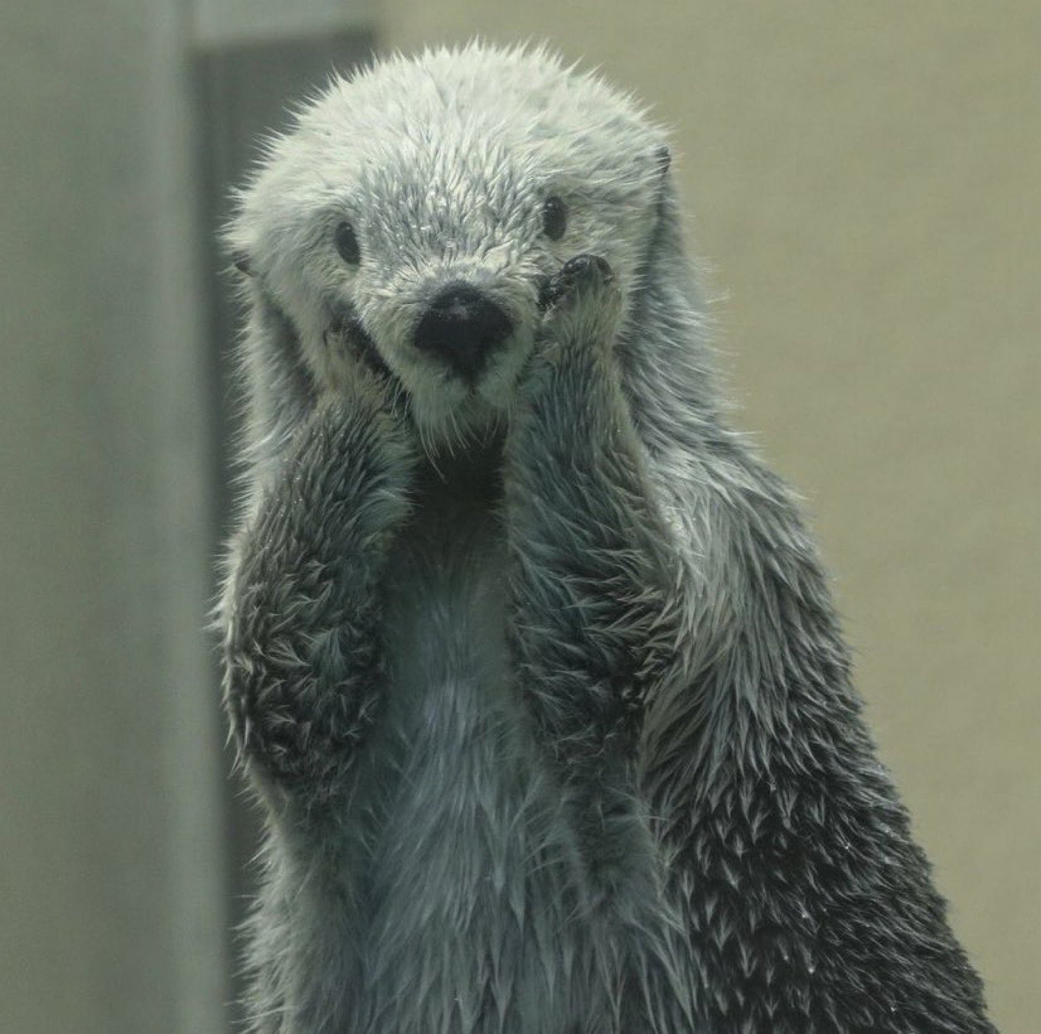 otterhomealone.jpg