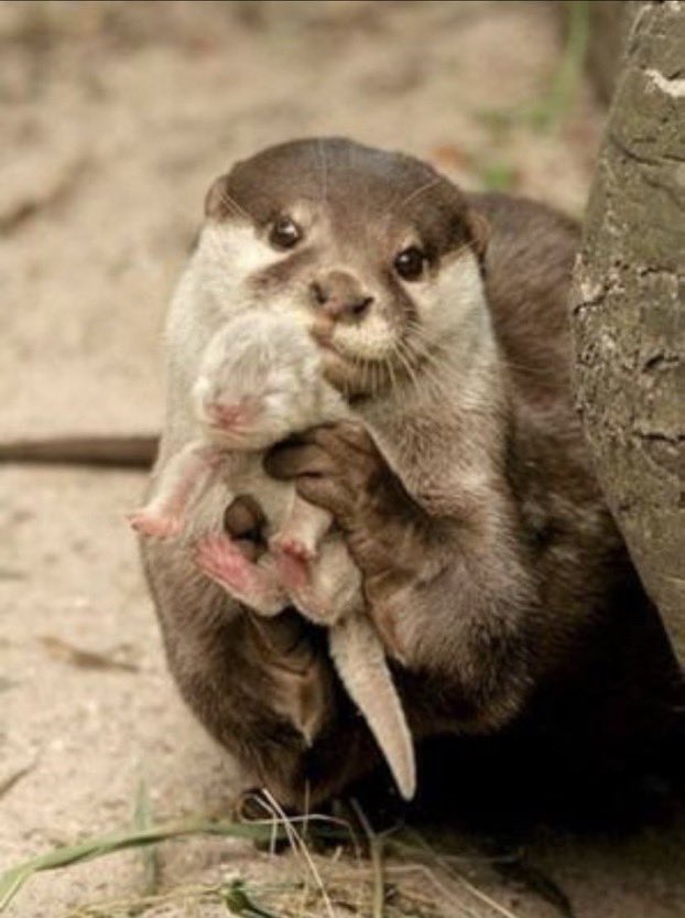 otterwithpup.jpg