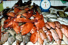 overfishing187.jpg