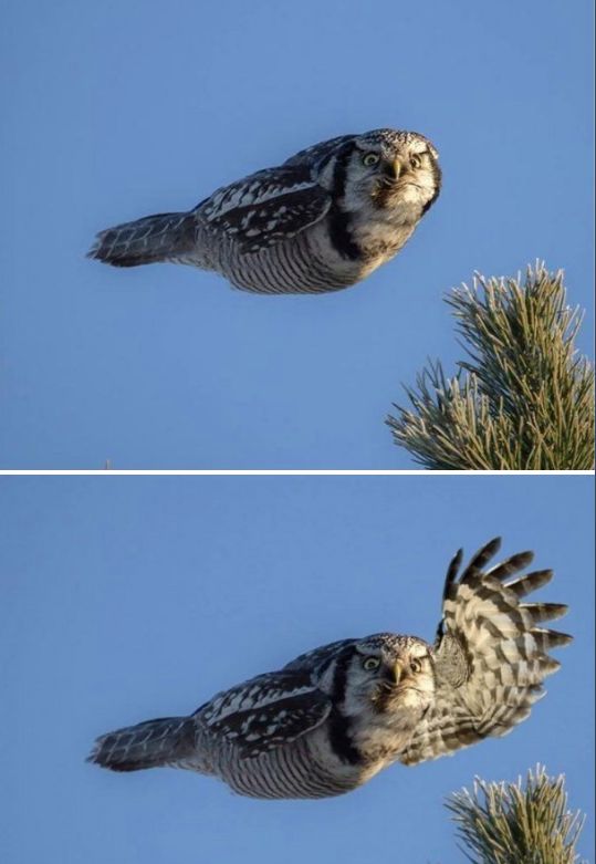 owlsayshi.jpg