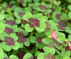 oxalis-PGI.jpg