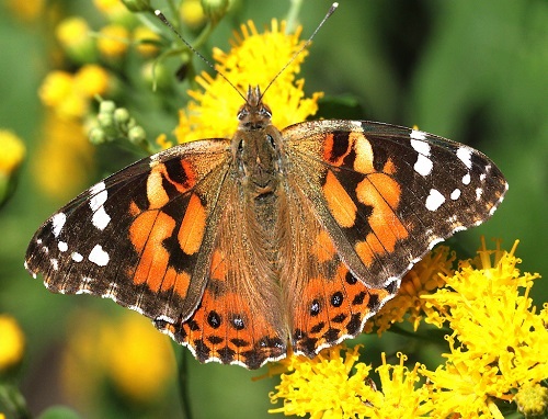 painted-lady-butterfly-woings-open.jpg