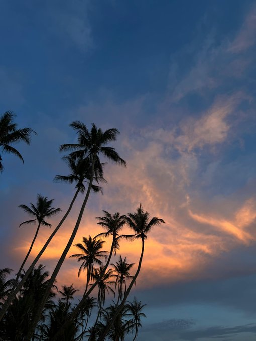 palmtreesatsunset.jpg