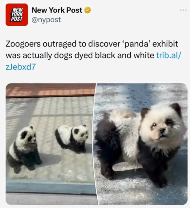 pandasindisguise.jpg