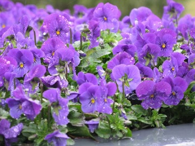 pansies21.jpg