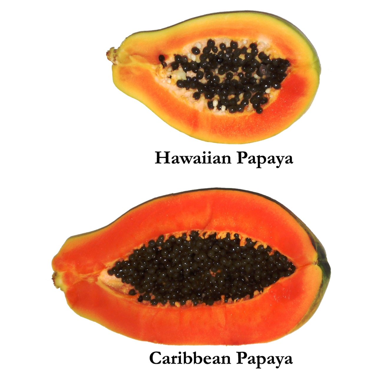 papaya_hawaiian_caribbean.jpg