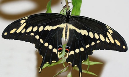 papilio_cresphontes01.jpg