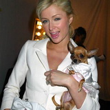 paris_hilton_tinkerbell_dog.jpg