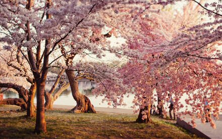 park-cherry-blossoms.jpg