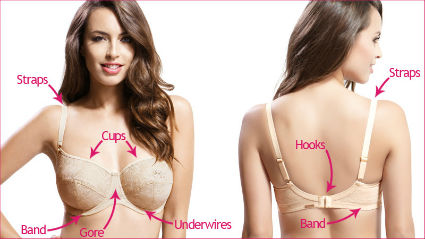 parts-of-a-bra.jpg