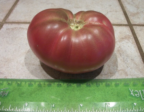 pattomate.JPG