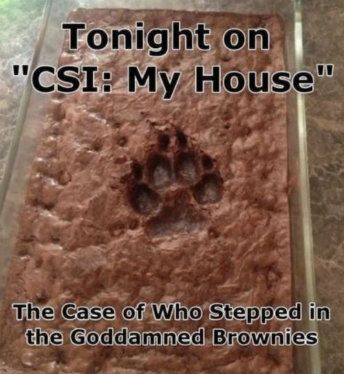 paw-print-brownies.jpg