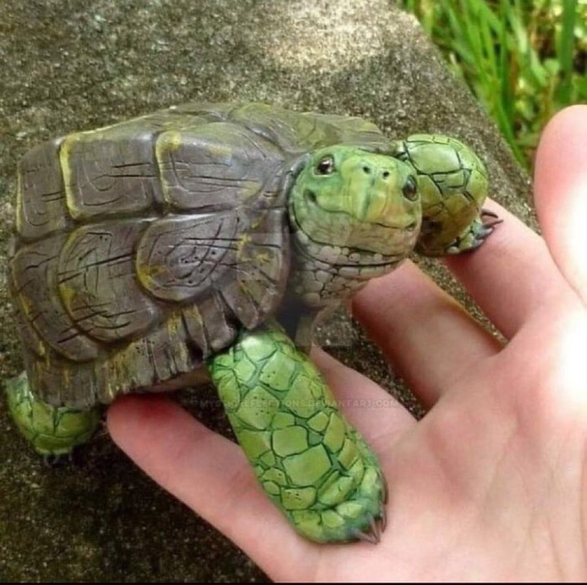 pebbletheturtle.jpg