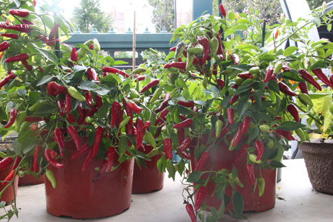 pepper-plants-ian-knauer-484.jpg