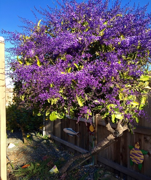 petrea-volubilis.jpg