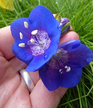 phacelia_viscida.jpg