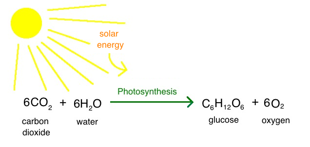 photosynthesis.png