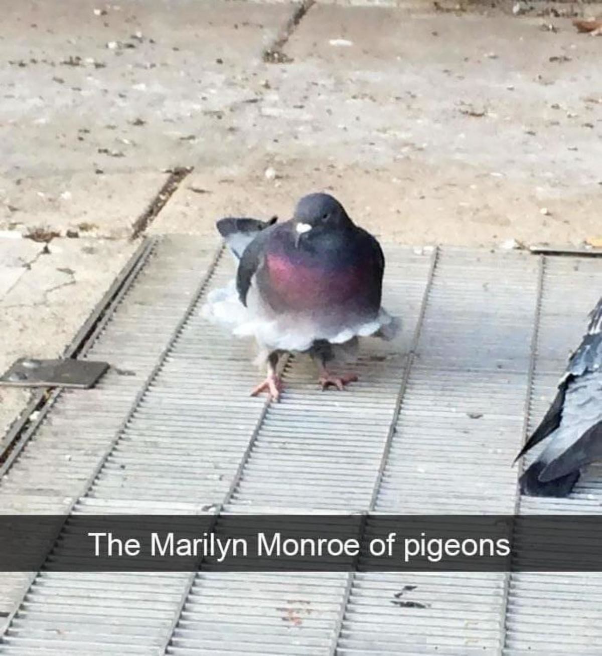 pigeon.jpg