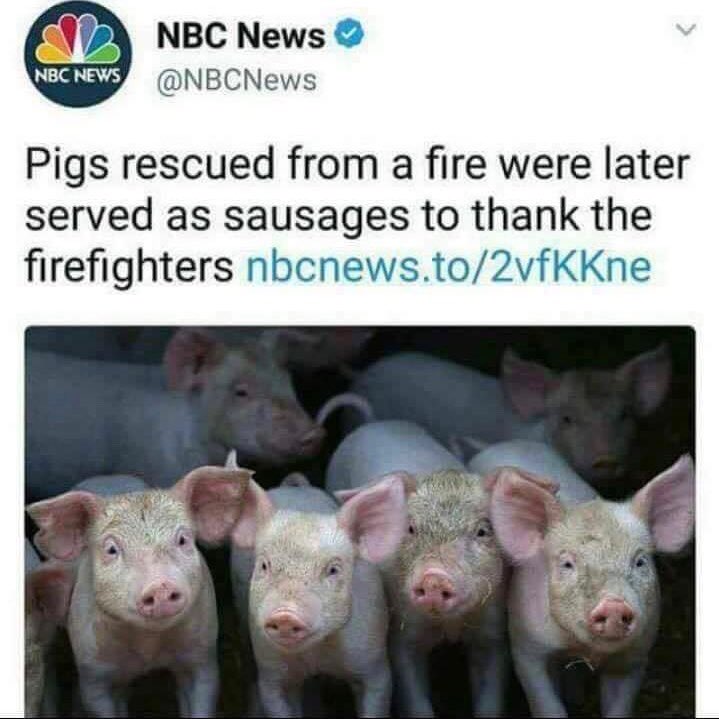 pigs.jpg