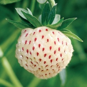 pineberry.jpg