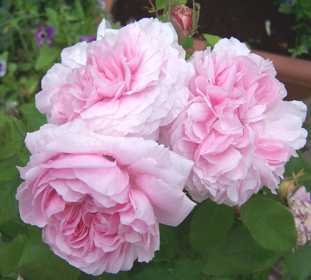 pink_cabbage_rose.jpg