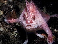 pinkhandfish.jpg