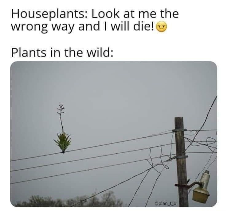 plants.jpg