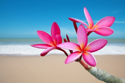 plumeria-76.jpg