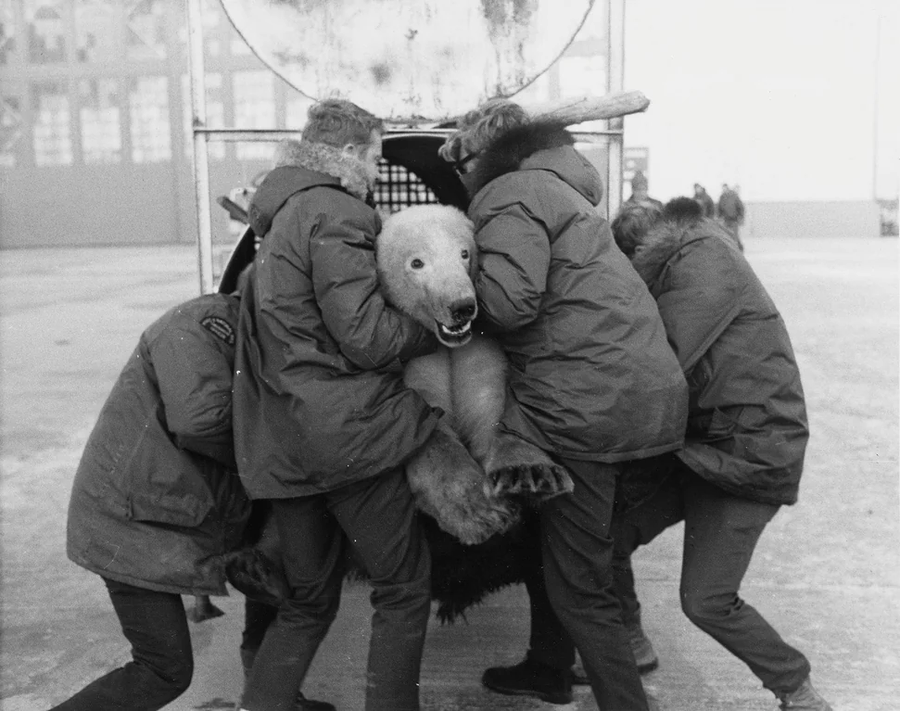 polarbearrelocated1970.jpg