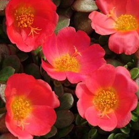 portulaca-toucan-scarlet-shades.jpg