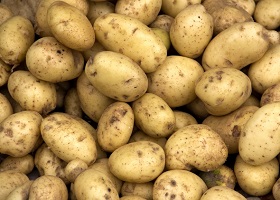 potatoes2454.jpg
