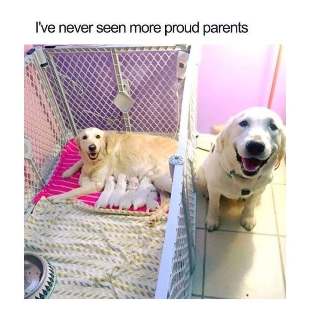 proudparentpuppies.jpg