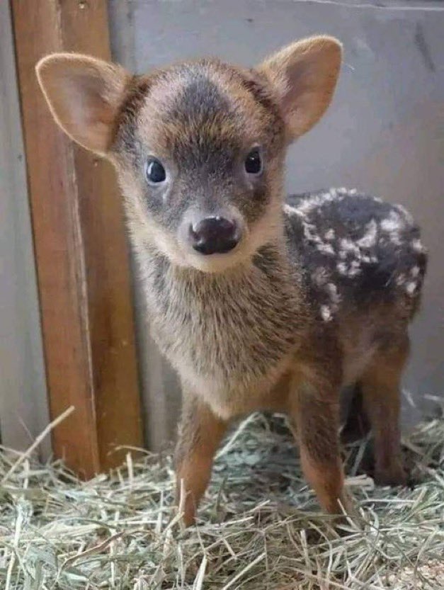 puduworldssmallestdeerspecies.jpg