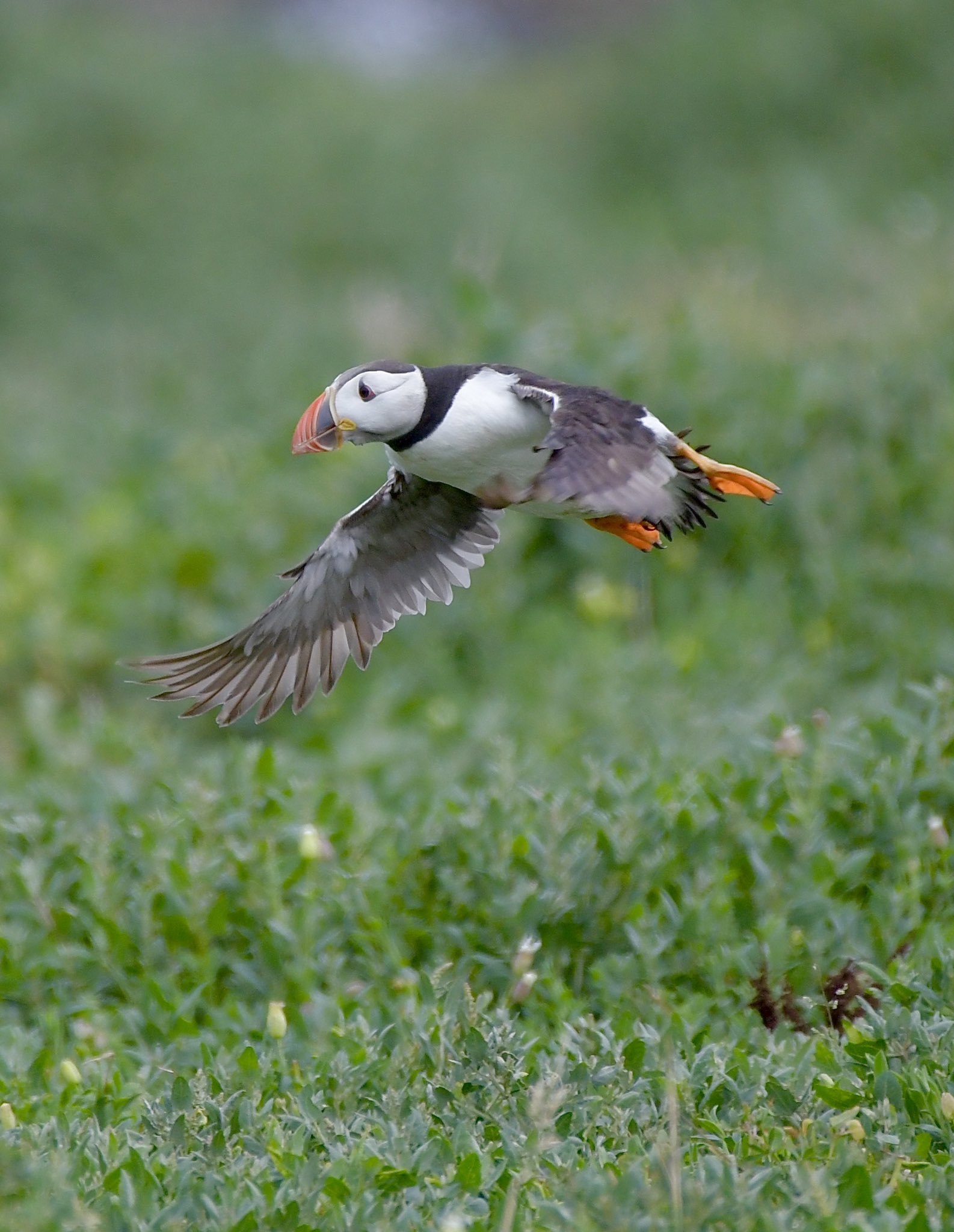 puffininflight.jpg