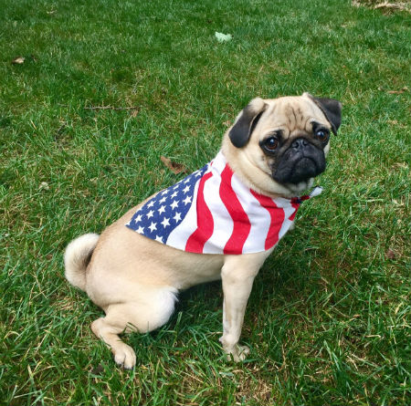 pugflag.jpg