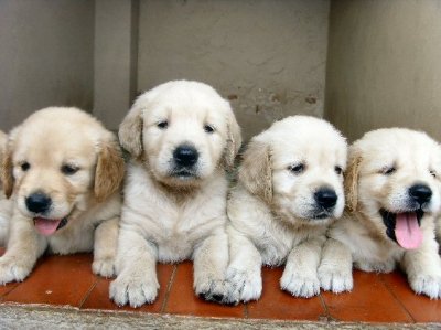 puppies1.jpg