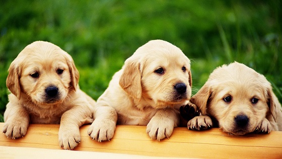 puppies2.jpg