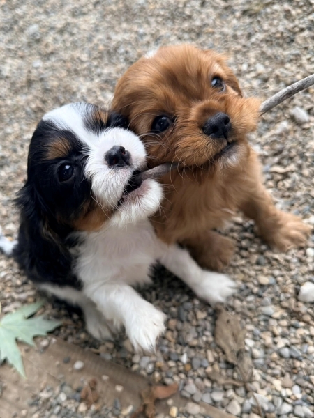 puppieswithastick.jpg
