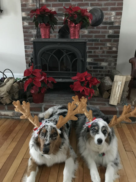 puppyantlers.jpg