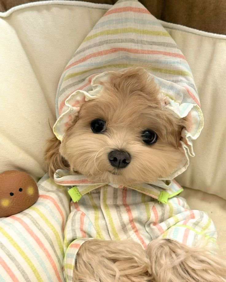 puppyinanightcap.jpg