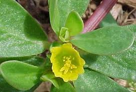 purslane.jpg