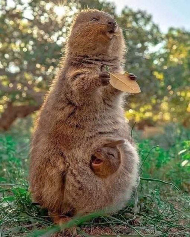 quokka.jpg