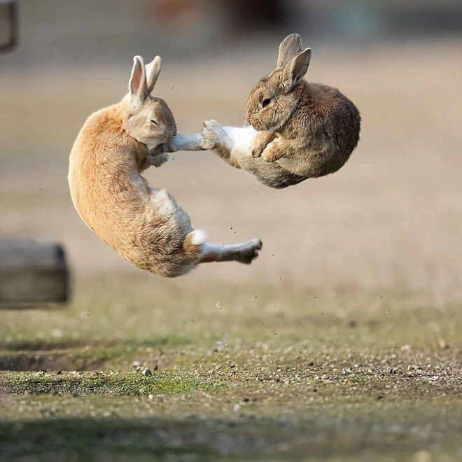 rabbitfu.jpg