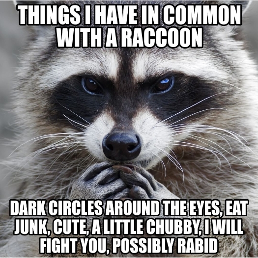 raccoon55.jpg