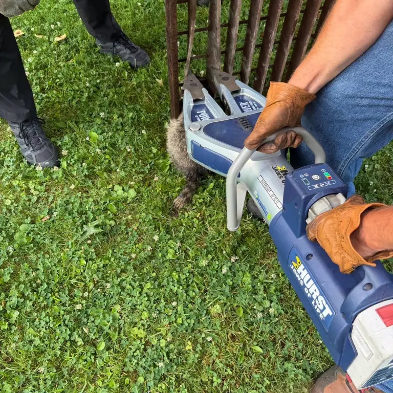 racoonjawsoflife.jpg