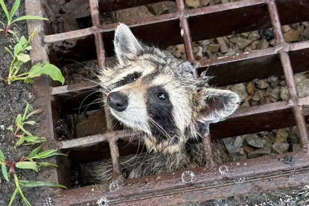 racoonstuckinstormdrain.jpg