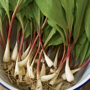 ramps1-300.jpg